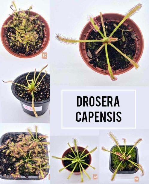 Drosera Capensis – Vleesetende Plant, Huis en Inrichting, Kamerplanten, Ophalen of Verzenden