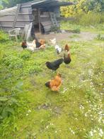 Maison pour poulets pour personnes âgées