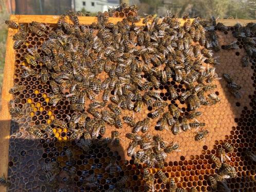 Zachtaardige bijen, Dieren en Toebehoren, Insecten en Spinnen, Bijen