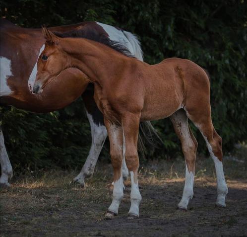 Knap Ogano merrieveulen uit goede stam, Dieren en Toebehoren, Paarden, Merrie