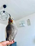 Prachtige vrouwelijke valkparkiet, Dieren en Toebehoren, Vogels | Parkieten en Papegaaien, Vrouwelijk, Parkiet, Tam