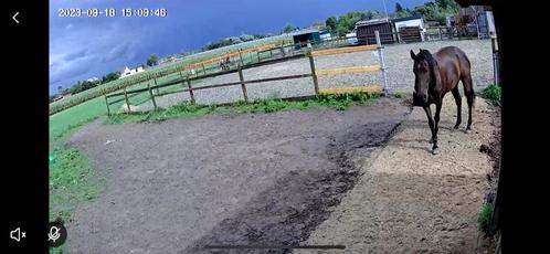 Stalling te huur, Dieren en Toebehoren, Stalling en Weidegang, Stalling, Weidegang, 1 paard of pony