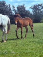 Quarter Hengsten veulen, Dieren en Toebehoren, Paarden, Hengst