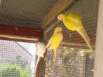 Princess Of Wales, Dieren en Toebehoren, Meerdere dieren, Parkiet, Geringd