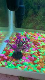 Décoration aquarium, Enlèvement