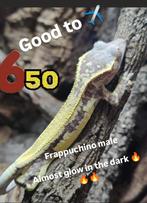 Wimpergekko's frapp capp lw ..., Dieren en Toebehoren, Reptielen en Amfibieën, Hagedis, 0 tot 2 jaar