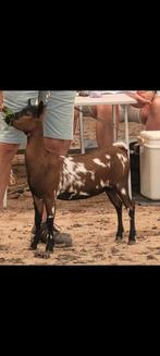 Mooi 1 jarige dwerggeit (mieke) te koop, Animaux & Accessoires