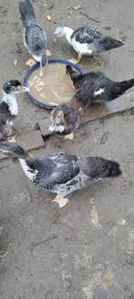 Barberie eenden, Dieren en Toebehoren, Vogels | Duiven