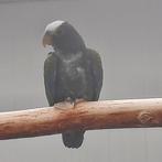 Broedrijpe pop Pionus Senilis/Witkop-papegaai, Vrouwelijk, Papegaai, Geringd