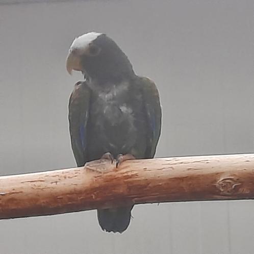 Broedrijpe pop Pionus Senilis/Witkop-papegaai, Dieren en Toebehoren, Vogels | Parkieten en Papegaaien, Papegaai, Vrouwelijk, Geringd