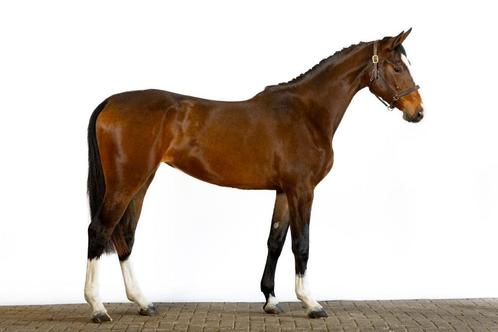 Aganix, El Barone, Verdi, Grandorado, Ipsthar en meer....., Dieren en Toebehoren, Paarden, Meerdere dieren, Zadelmak, 165 tot 170 cm