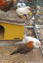 Jonge kippen te koop, Dieren en Toebehoren, Pluimvee