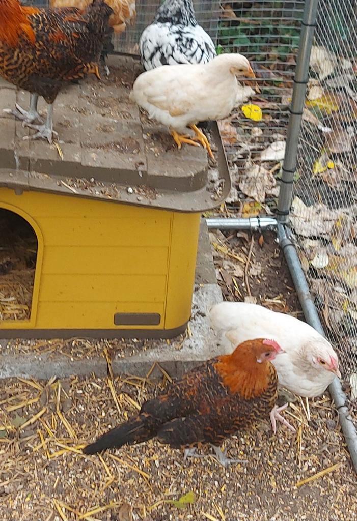 Jonge kippen te koop, Dieren en Toebehoren, Pluimvee