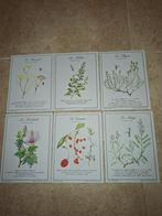 Botanische illustratie op dik papier. Christelijke pastelkle, Ophalen of Verzenden