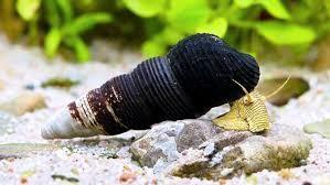 Tylomelania-slakken, Dieren en Toebehoren, Vissen | Aquariumvissen