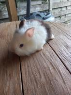 Prachtige leeuwenkop konijntjes supertam, Dieren en Toebehoren, Konijnen