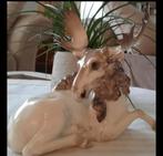 Een hutschenreuther eland van karl tutter, Ophalen