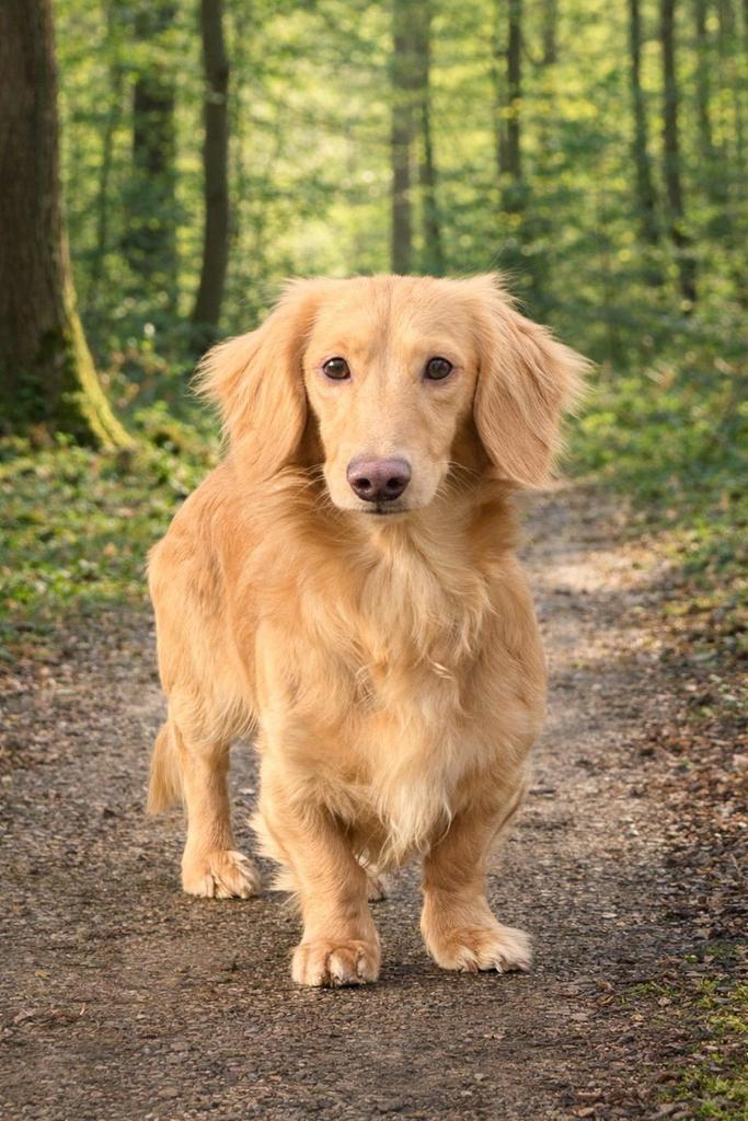 Cream teckel Dekreu, Animaux & Accessoires, Chiens | Retrievers, Épagneuls & Chiens d'eau, Chien (mâle), Autres races, Éleveur | Professionnel