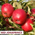 HALFSTAM APPELS oa JONAGORED, GALA, JAZZ, TOPAZ.. : 22€/stuk, Tuin en Terras, Planten | Tuinplanten, Ophalen of Verzenden, Lente