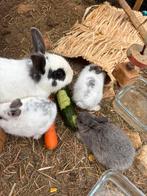 Lapin nain, Diversen, Pasen, Ophalen
