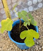 Vijgenboom, Ophalen, In pot, Vijgenboom