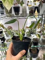 Monstera burle marx flame, Ophalen of Verzenden