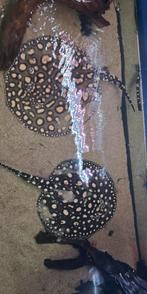 2 roggen, Dieren en Toebehoren