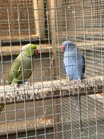 Koppel Halsbandparkieten, Dieren en Toebehoren, Geringd