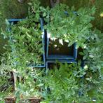 Plants de tomates, Tuin en Terras, Kweekspullen, Ophalen, Nieuw
