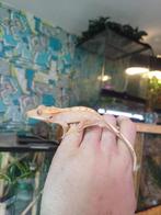 Harlequin wimpergekko baby, Dieren en Toebehoren, Reptielen en Amfibieën, Hagedis, Tam, 0 tot 2 jaar
