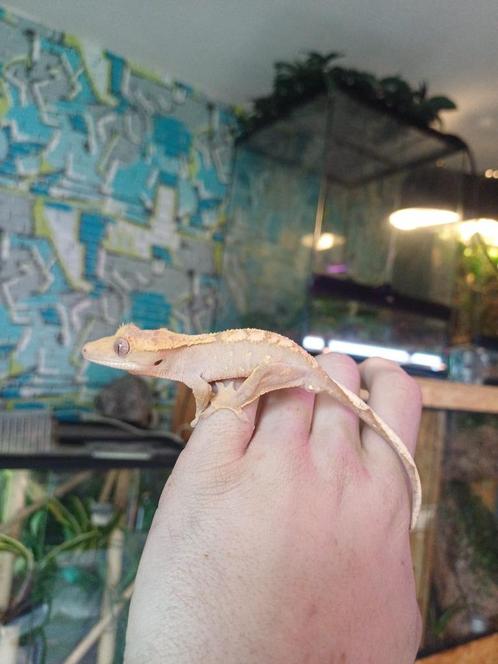 Harlequin wimpergekko baby, Dieren en Toebehoren, Reptielen en Amfibieën, Hagedis, 0 tot 2 jaar, Tam