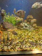 Cichliden vis, Dieren en Toebehoren, Vis