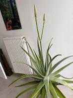 XXL Aloe Vera in bloei, Enlèvement