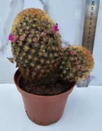 Mammillaria carmenae, Verzenden