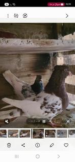 Iranse hoogvlieger duiven, Dieren en Toebehoren