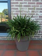 Agapanthus paarse bloem, Ophalen