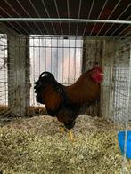 Koppel wyandotte krielen gezoomd, Dieren en Toebehoren