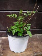 1 plant de bignonne stromboli, Tuin en Terras, Planten | Tuinplanten, Vaste plant, Ophalen of Verzenden, Halfschaduw, Klimplanten