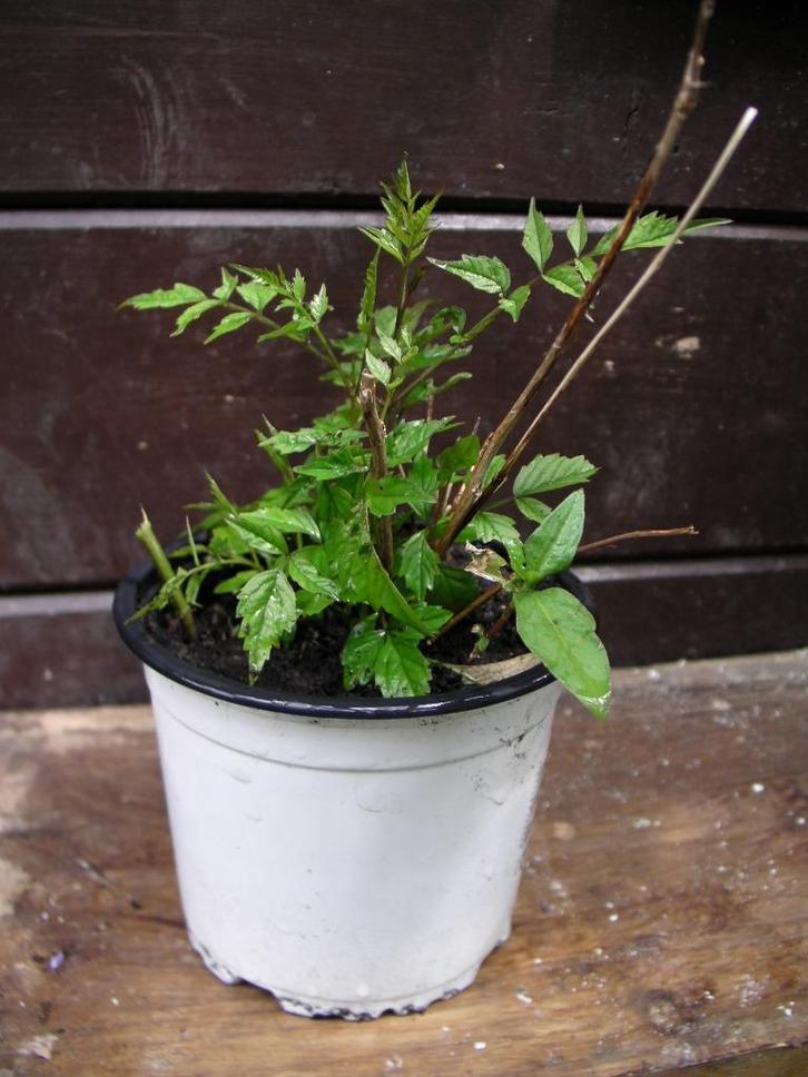 1 plant de bignonne stromboli, Tuin en Terras, Planten | Tuinplanten, Vaste plant, Klimplanten, Halfschaduw, Lente, Ophalen of Verzenden