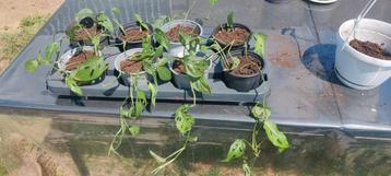 Monstera, Autres espèces, En pot, Enlèvement, Plante verte