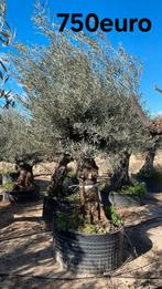 Olijfbomen olea europaea vanaf april in België!, Tuin en Terras, Planten | Bomen, Ophalen
