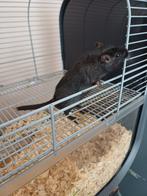Gerbils, Dieren en Toebehoren, Knaagdieren