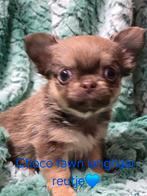 Prachtige langharige chihuahua pups, België, Fokker | Hobbymatig, CDV (hondenziekte), 8 tot 15 weken