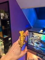 Male gecko a crete, Animaux & Accessoires, Reptiles & Amphibiens, Lézard, Domestique, 0 à 2 ans
