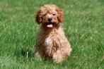Cavapoo pups te koop, 15 weken tot 1 jaar, Overige rassen, Buitenland, CDV (hondenziekte)