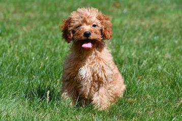 Cavapoo pups te koop beschikbaar voor biedingen