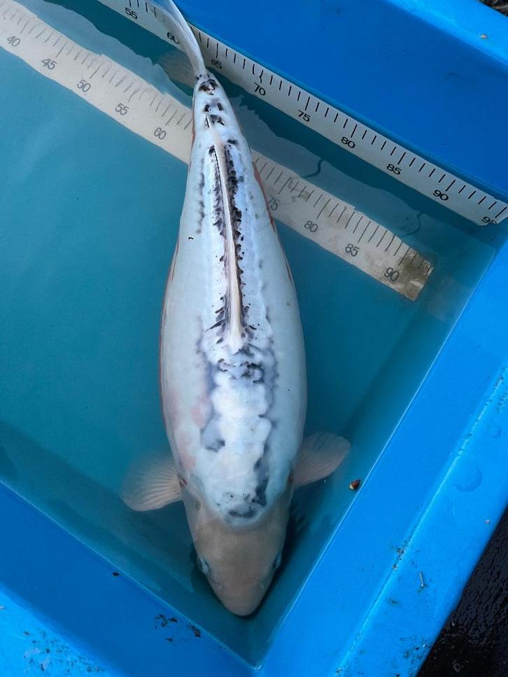 Shusui de plus de 60 cm, Animaux & Accessoires, Poissons | Poissons d'étang, Carpe ou Koï