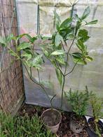 Aucuba japonica, Tuin en Terras, Ophalen, Overige soorten, Struik