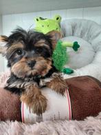 Yorkshire terrier pups  reutjes, Dieren en Toebehoren, Honden | Jack Russells en Terriërs, Yorkshire Terriër, België, CDV (hondenziekte)