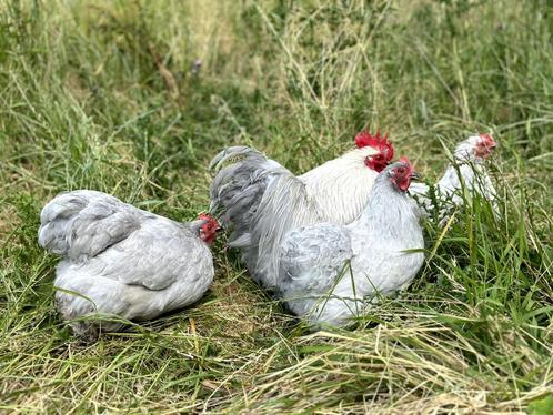 Cochin kriel kippen Parelgrijs, gesekst en ingeënt, Dieren en Toebehoren, Pluimvee, Kip, Vrouwelijk